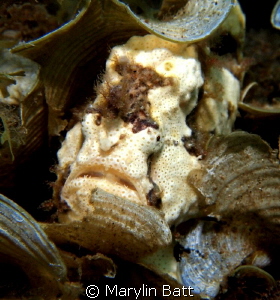 Painted frogfish by Marylin Batt 